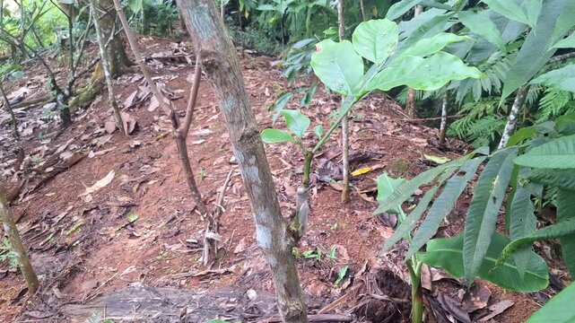 A thriving coffee tree graft showing the first set of healthy green leaves emerging from the union. This success marks an improved variety for future plantation production.
