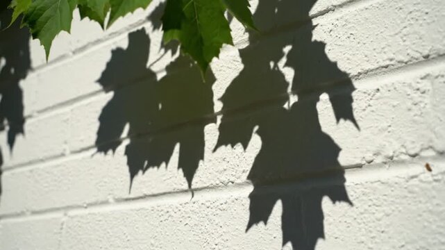 Close-up shot of maple leaf shadows cast on a white painted brick wall with green leaves, conveying a natural and serene mood.