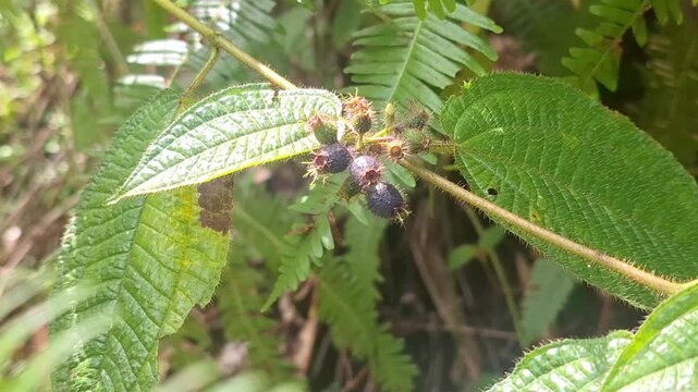 Close-up of Clidemia hirta berries, a wild tropical shrub known for its hairy leaves and dark purple fruits. Also called Karendong or Soapbush, this plant often grows in Indonesian plantations 