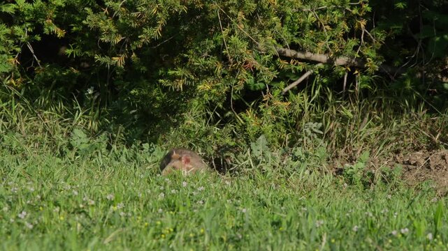 Hamster in long grass beside a gorse bush, foraging in a spring meadow with small white wildflowers and soft natural sunlight. Wildlife behavior, rural nature scene.