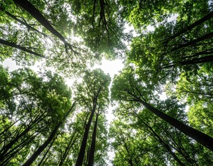 Fototapeta premium Looking Up at Lush Green Trees in a Forest on a Bright Sunny Day.
