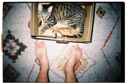 Cat Inside Box