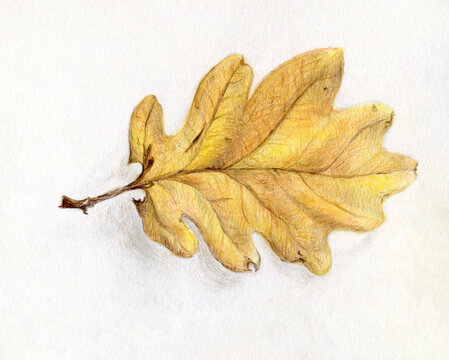 yellow oak leaf