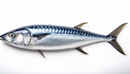 Naklejka premium An Atlantic Mackerel Fish Isolated On A White Background