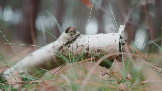 close up od a dead branch laying on the forest floor while a breeze of wind lets the grass shake, blurry background.