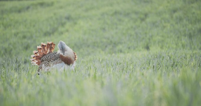 A male great bustard in full courtship display, preening its gular pouch, in the meadow during the spring breeding season, in La Mancha, Spain.