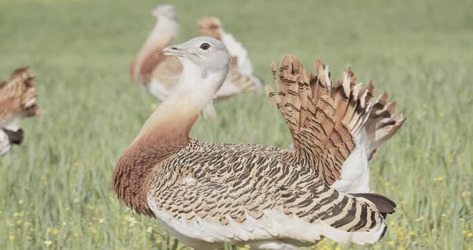 A male great bustard group walking, in the meadow during the spring breeding season, in La Mancha, Spain.