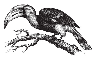 tropical hornbill bird perched on a tree branch engraving vector illustration © trianatio