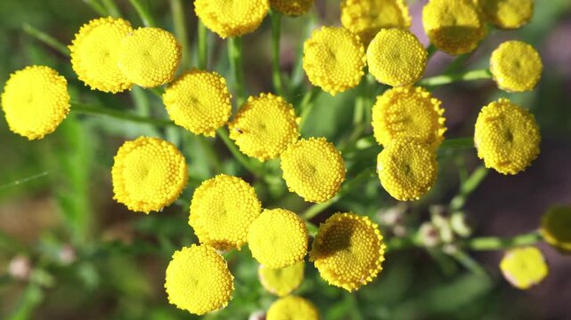 Common tansy in the wind close-up 4k video