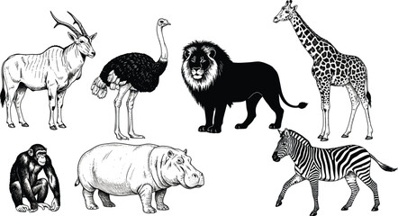 Fototapeta premium Detailed black and white African wildlife illustration featuring lion, giraffe, zebra, ostrich, antelope, chimpanzee, hippopotamus for education, taxonomy, and biology study reference