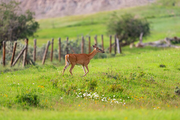 Fototapeta premium Wild Mule Deer in Summer