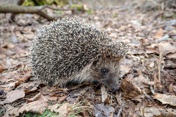 Hedgehog in its natural habitat in the forest. A close-up of a hedgehog on forest litter.