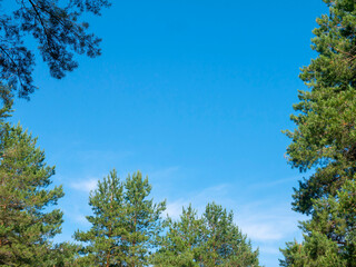 Obraz premium Trees and blue sky. Pine crowns. Green treetops frame the sky and clouds. View from below.