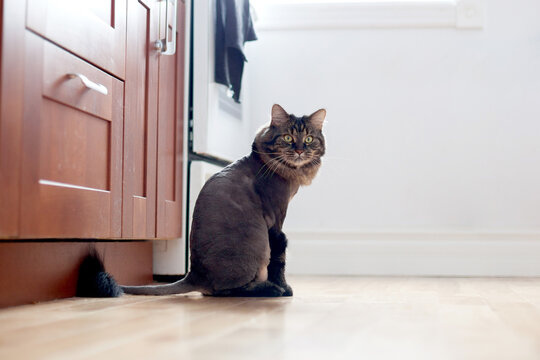 Domestic cat's fur shaved into a Lion haircut for summer