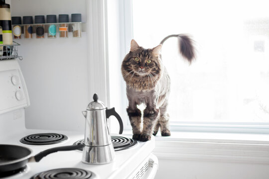 Domestic cat's fur shaved into a Lion haircut for summer
