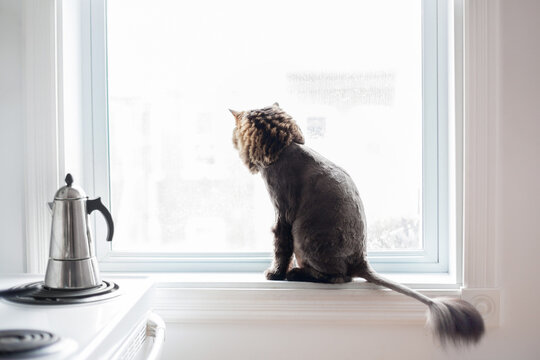 Domestic cat's fur shaved into a Lion haircut for summer