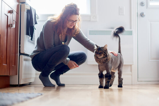 Domestic cat's fur shaved into a Lion haircut for summer
