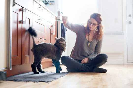Domestic cat's fur shaved into a Lion haircut for summer