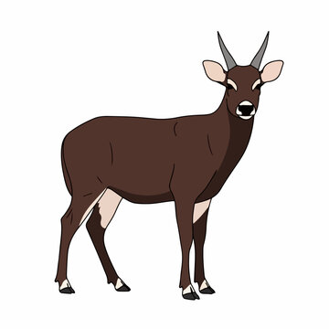 anoa animal vector illustration on white background