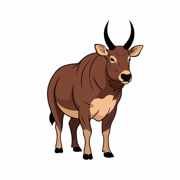anoa animal vector illustration on white background