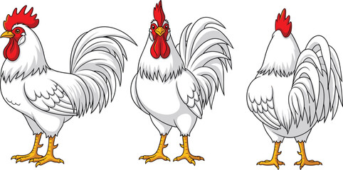 White Rooster Character Illustration Set Featuring Three Different Views Including Front Side and Back Isolated on White Background for Farm Graphics © "Hello"