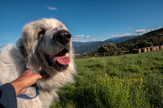 Adult Mastiff with Tender Expression