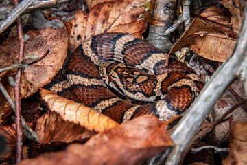 red patterned milk snake with Sceptre symbol on head blends perfectly with leaf litter