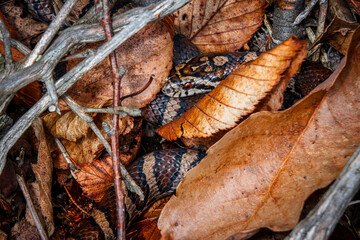 red patterned milk snake with Sceptre symbol on head blends perfectly with leaf litter