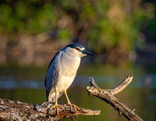 Elegant Black-crowned Night Heron Perched Gracefully on a Branch in Natures Embrace.