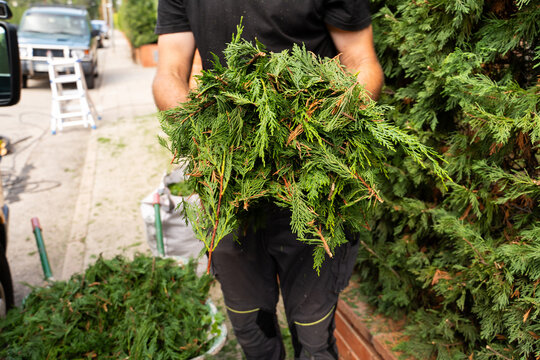 Worker gardener