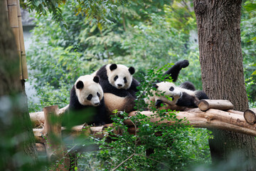 Giant panda group playing in the zoo © lzf
