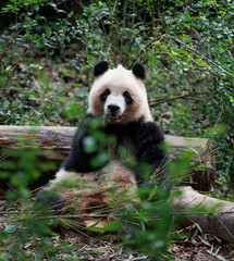 One giant panda in the zoo © lzf