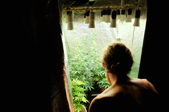 Person Observing Cannabis Plants in a Well-Lit Grow Room