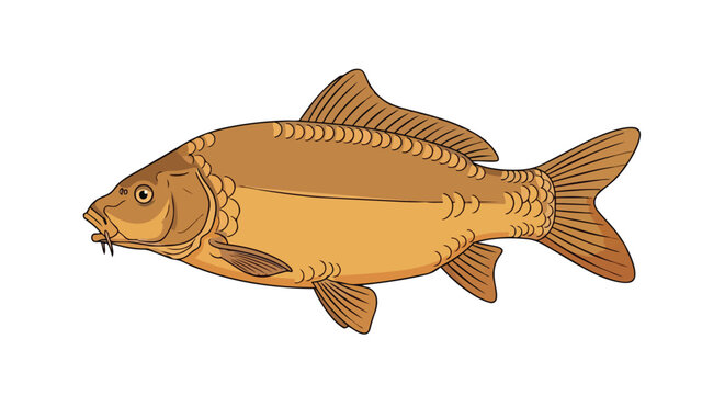 Brown Freshwater Fish Illustration with Barbles on White Background for Aquatic Themes and Wildlife Projects Vector Drawing of Common Carp Aquatic