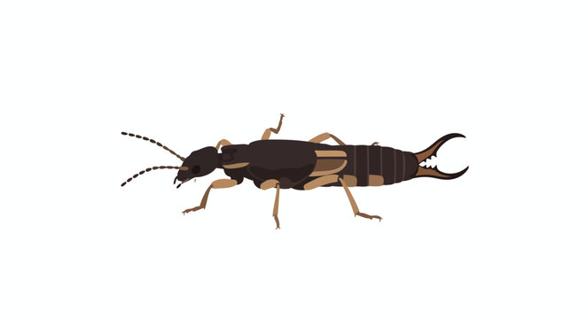 Detailed stylized illustration of an earwig insect with distinct cerci and segmented body