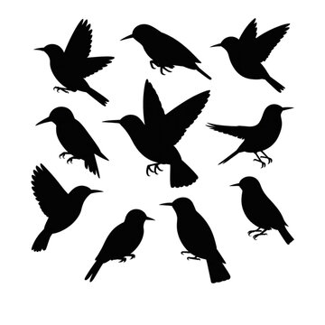 Set of diverse bird vector silhouettes, various flying and perched avian icons for nature brand identity