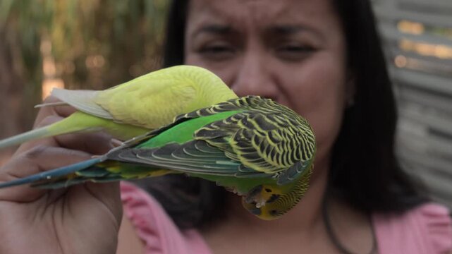 A shocked Latina woman feeding Australian parakeets birdseed.