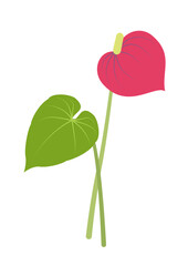 Illustration of a dark pink anthurium and a green leaf