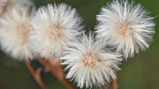 Dried fluff flowers similar to a dandelion close-up. 4k video