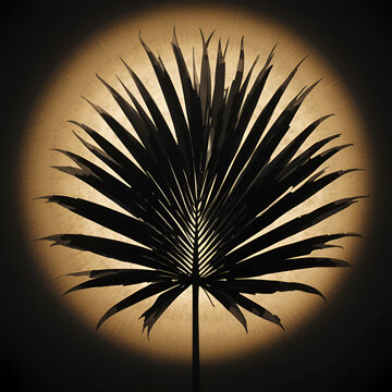 Elegant silhouette of a dramatically lit sabal palmetto leaf against a high contrast backdrop