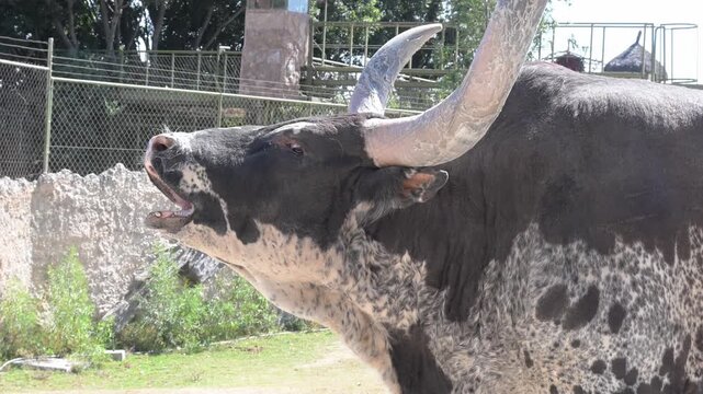  close-up of a bellowing Watusi bull