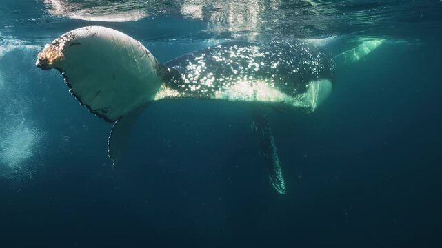 Humpback whale giant tail underwater of Pacific Ocean. Giant animal Megaptera Novaeangliae in Tonga Polynesia. Concept of family idyll of whales sea animals and underwater megafauna wildlife nature.