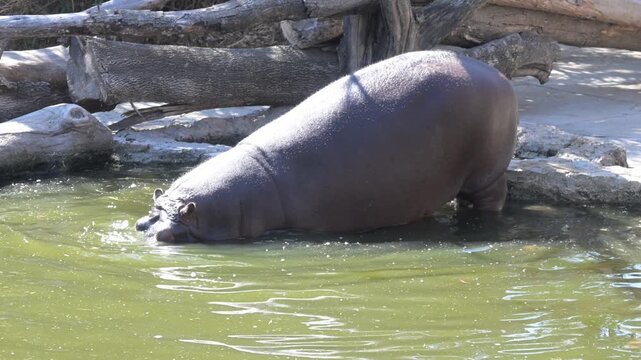 enormous hippopotamus submerging into the water.