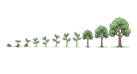 Fototapeta premium Tree growth stages from seedling to mature tree in flat style
