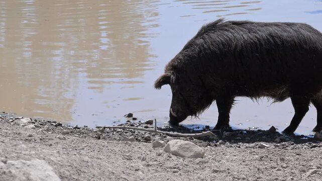 European wild boar drinking water in a puddle.