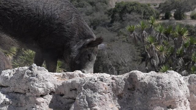 European wild boar eating from the ground.