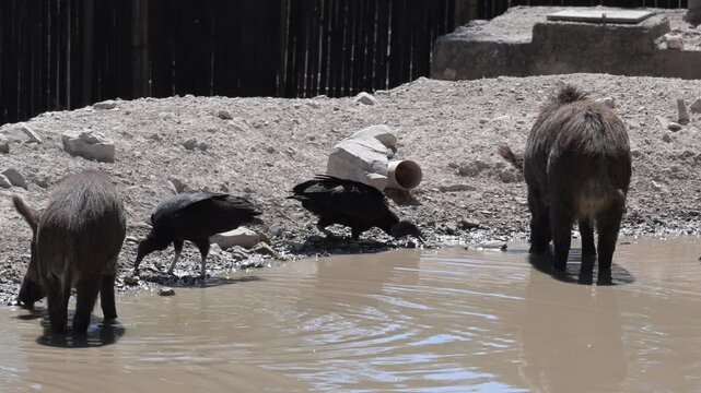 European wild boars drinking water.
