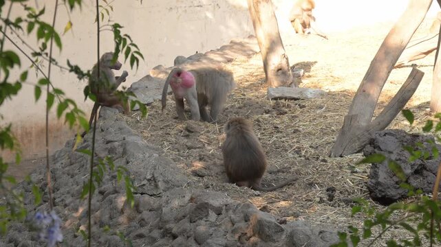  group of baboons scratching in the ground.