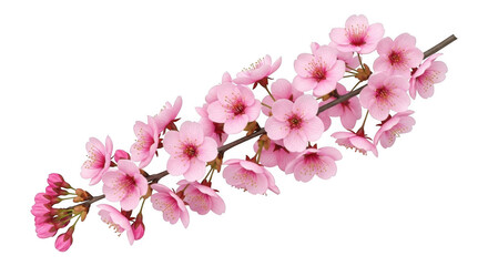 Fototapeta premium A delicate branch of pink cherry blossoms isolated on transparent background