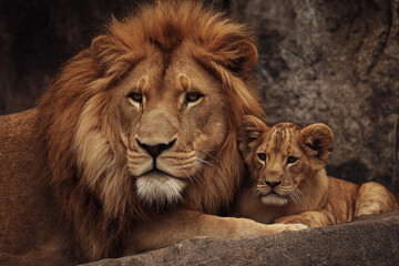 Fototapeta premium A proud lion rests beside its curious cub, as warm sunlight bathes the landscape in golden hues Generative AI